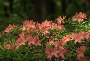Planter et entretenir les rhododendrons en Sibérie, en choisissant les meilleures variétés
