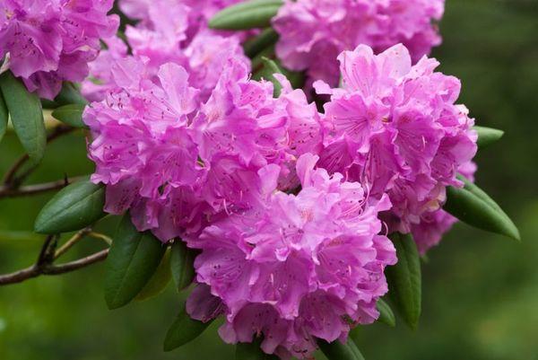 Rhododendron Haaga