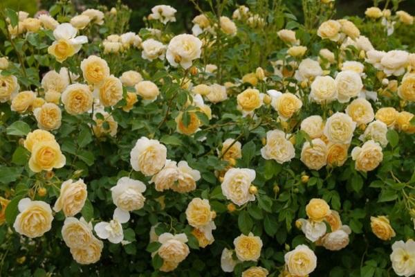 flowering shrubs