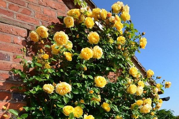 weaving against the wall