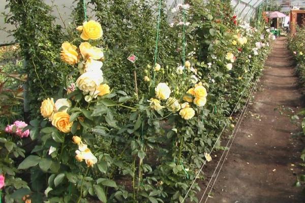 grow in a greenhouse