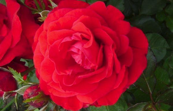 Rote Rose