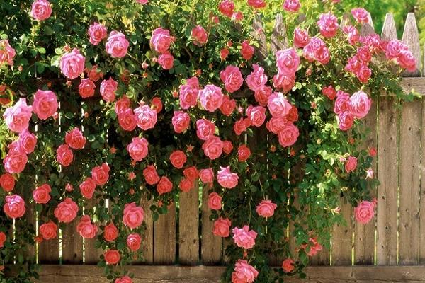climbing roses