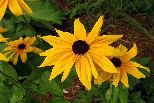 blühende Rudbeckia