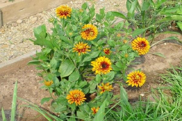 eine Pflanze pflanzen