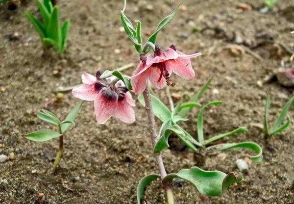 tétras noisette reproducteur