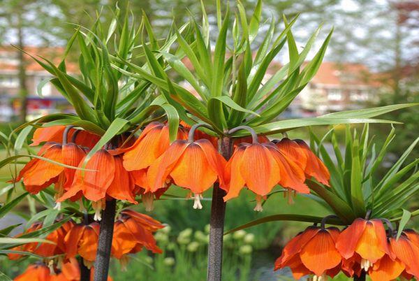 Gélinotte impériale