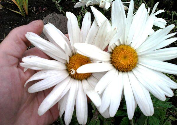 zwei Gänseblümchen