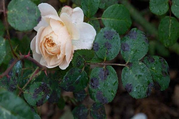 das Auftreten von Krankheiten