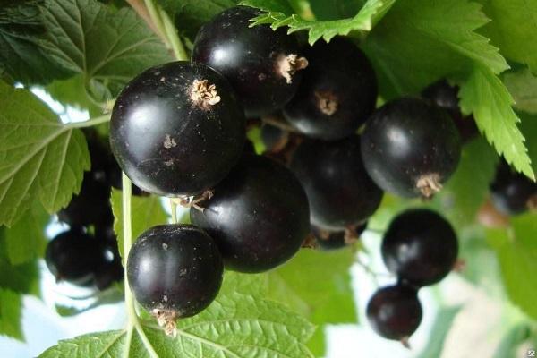 fructification dans le jardin