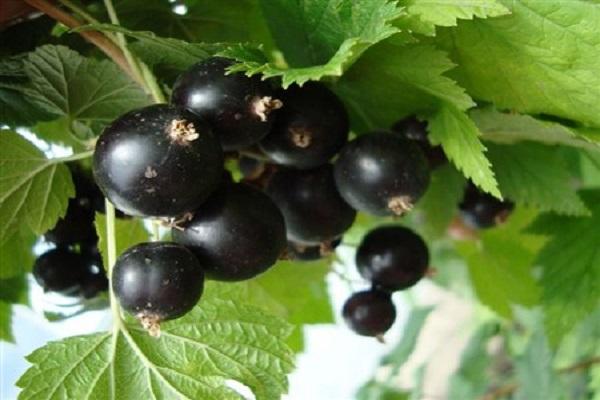 Brombeeren