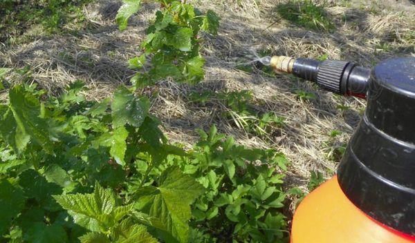 Traitement de cassis