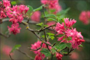 Description des variétés de groseilles rouges sanguines, règles de plantation et d'entretien