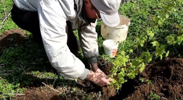Planter des groseilles