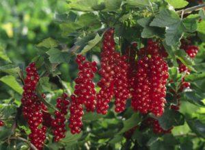 Description et caractéristiques des variétés de groseille rouge Rovada, plantation et entretien