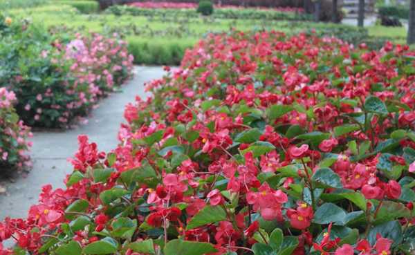 schöne immer blühende Begonie