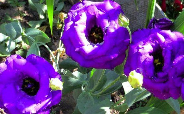 Kleine Meerjungfrau blau