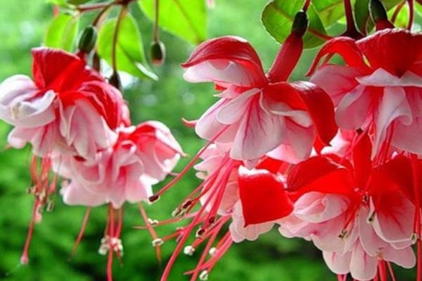 fuchsia varieties