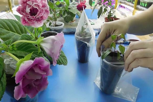 vegetative propagation