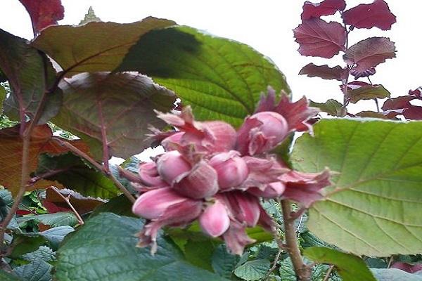 académicien Yablokov