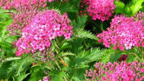 bourgeons de spirée