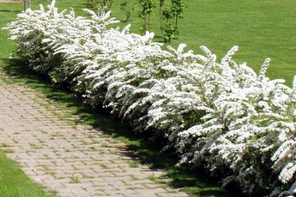 conception de jardin