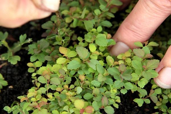 Kultur multipliziert