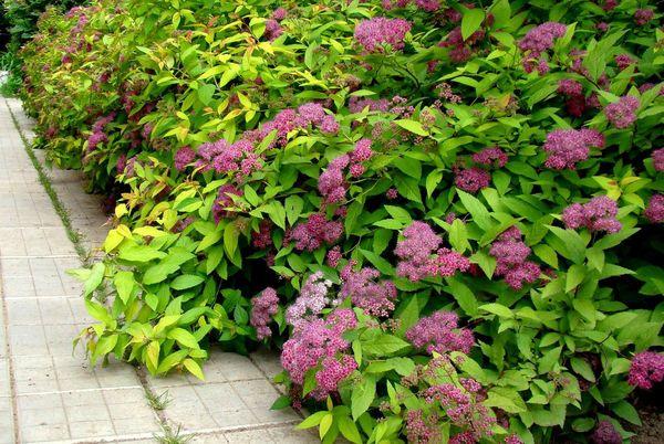 Japanische Spirea
