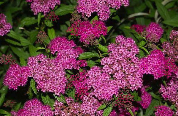 Spirea Blumen