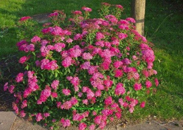 Spirea Busch