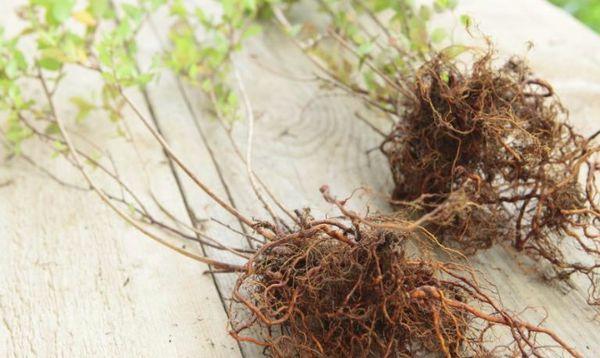 Reproduktion von Spirea