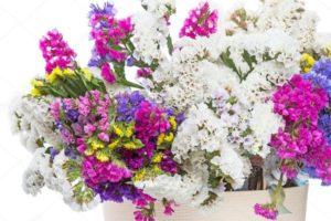 Beschreibung von 24 Sorten und Arten von Statice (Kermek), Pflanzung und Pflege auf freiem Feld