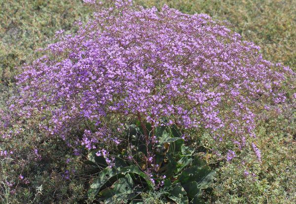Flachblättrig oder breitblättrig