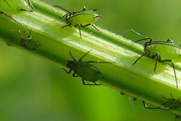 aphids on flowers