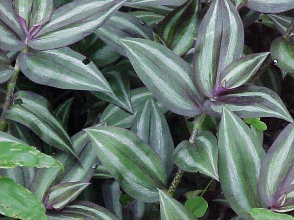 Tradescantia geht