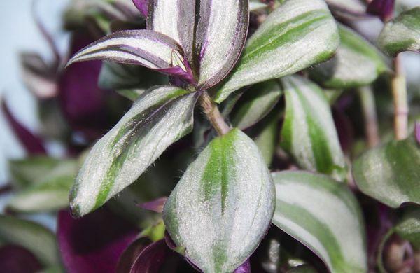 Tradescantia Myrte