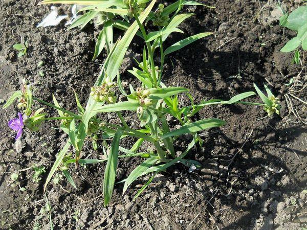 Landing Tradescantia