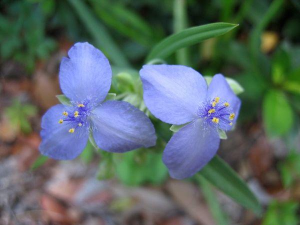 Tradescantia Blumen