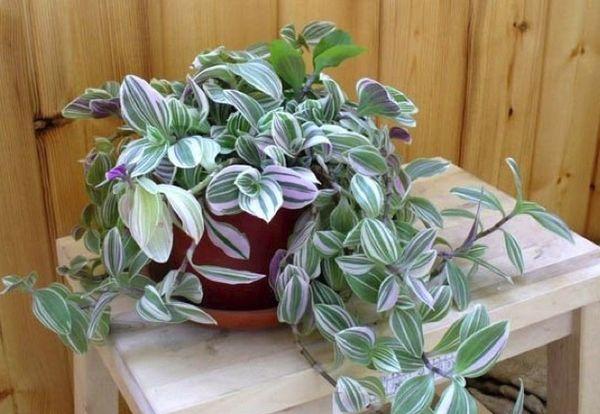 Tradescantia in einem Topf