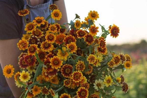 semi-double flowering