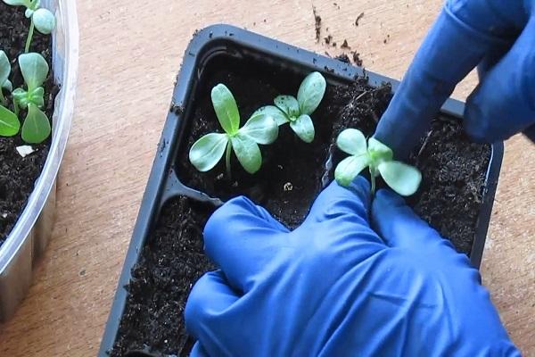 seedling care
