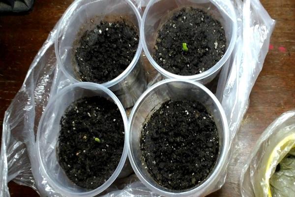 germination des plants