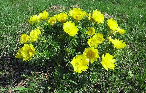 fleurs adonis