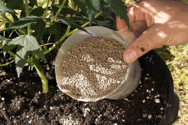 traitement des plantes