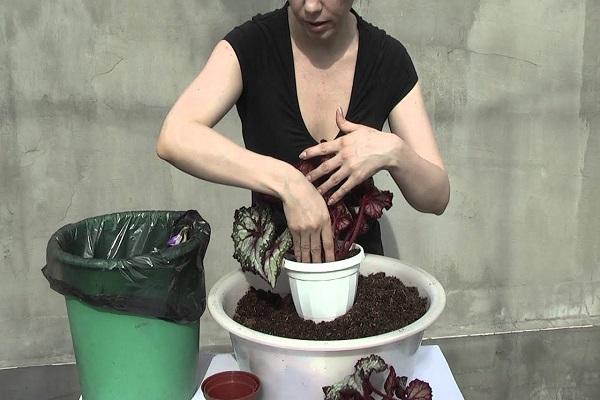 processus de transplantation