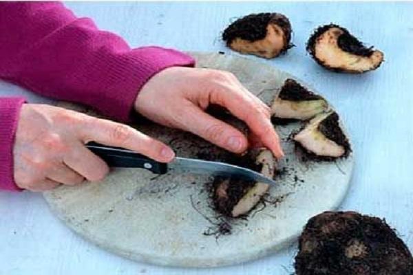 division des tubercules