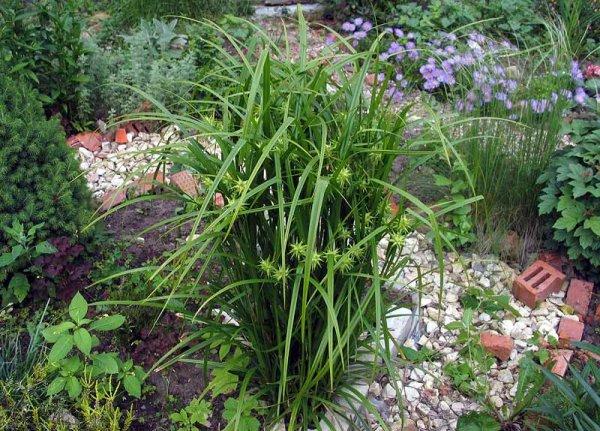 décorations de parterre de fleurs
