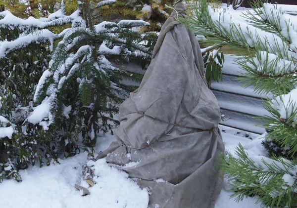 Repaire de rhododendrons