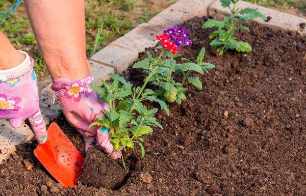 plantation de verveine
