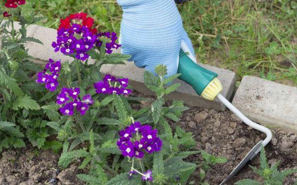 désherber les fleurs